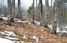 Marvin owns 47 acres of prime maple bush