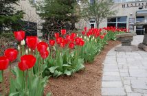 Tulips line Huntsville's Civic Square in front of the Algonquin Theatre