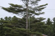 Caring for trees uses math (Photo: Sarah Roberts)
