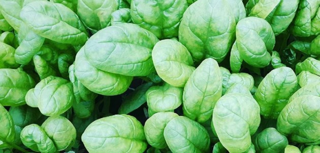 Fresh from The Spring Farm: Spinach recipes