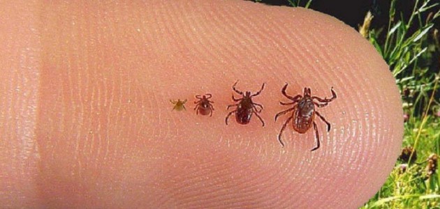 West Nile virus and Lyme disease: reducing your risks