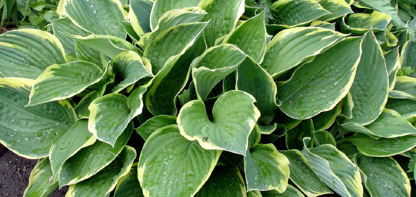 Hostas