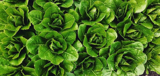Fresh from The Spring Farm: Lettuce growing tips and a recipe for a Buddha Bowl