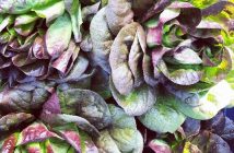 Red and green butterhead lettuce