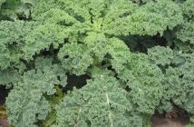 Siberian Kale