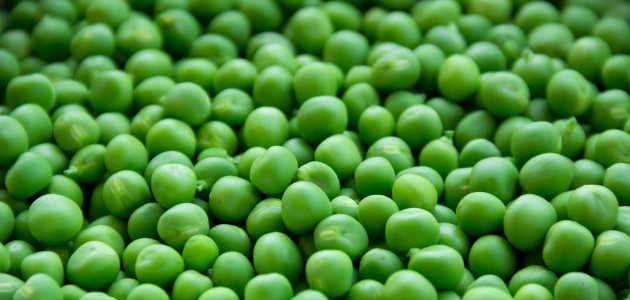 Fresh from The Spring Farm: Peas!