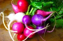 Easter Egg Radish