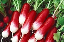 French Breakfast Radish
