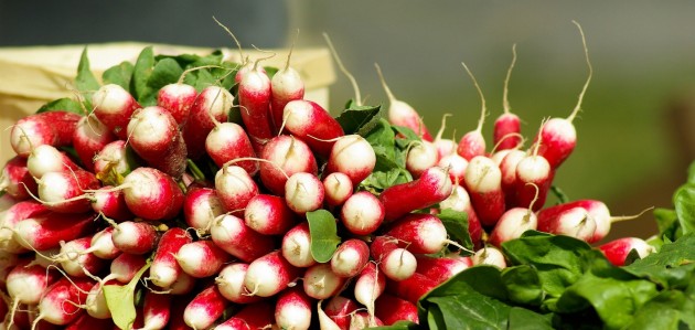 Fresh from The Spring Farm: Radishes