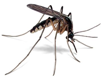 Mosquitoe