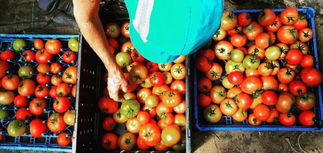 Fresh from The Spring Farm: Tomato recipes and growing tips