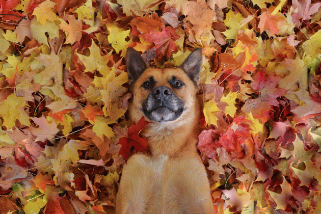 Adorable Huntsville pooch wins calendar contest