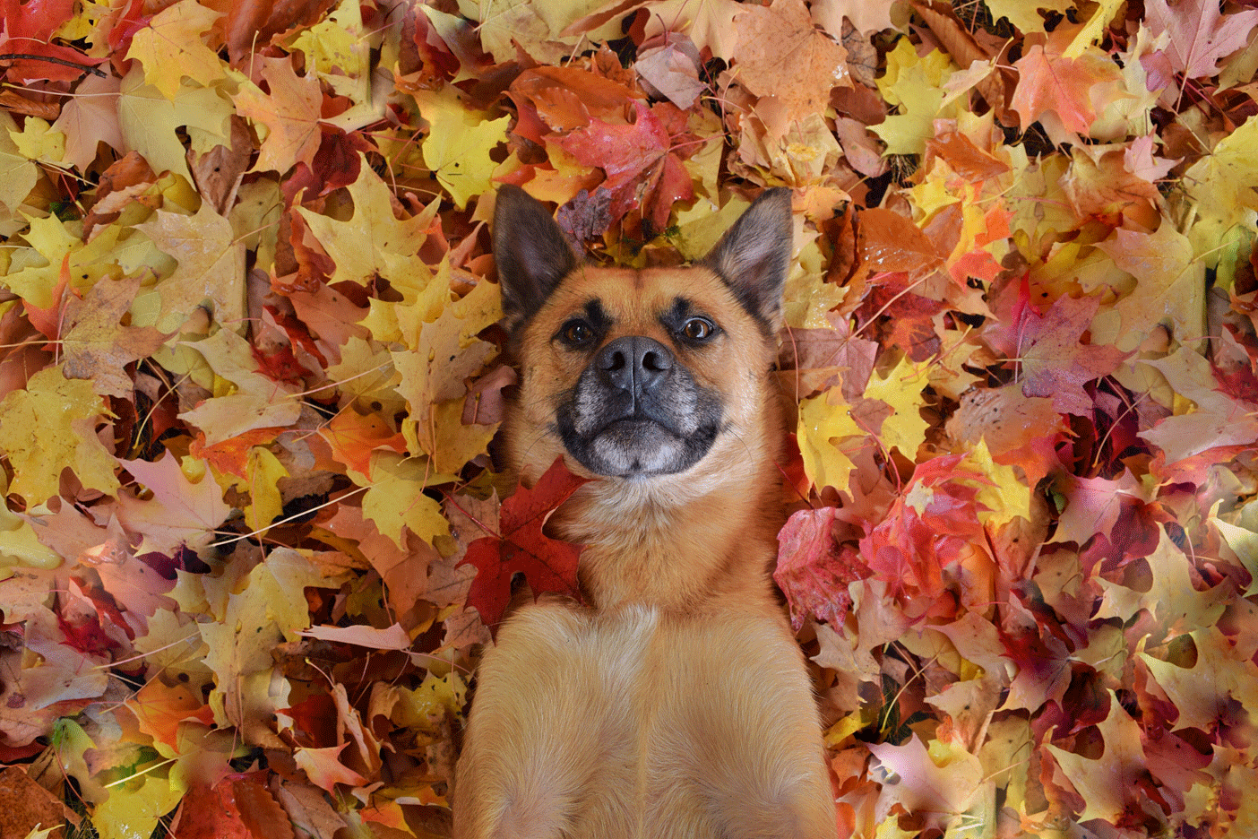 Prince, a five-year-old German Shepherd mix, will be featured in Pet Valu’s 2018 calendar (photo: Joey Laine McDonnell)