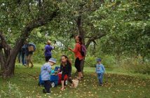Apple picking is fun for all ages