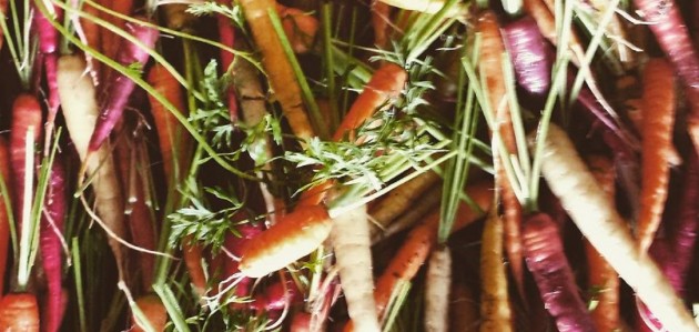 Fresh from The Spring Farm: Carrots