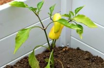 Peppers have already appeared in the Huntsville Public Library community garden