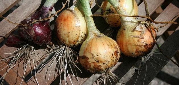 Fresh from The Spring Farm: Onions