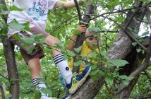 Theo and Sawyer knew where to find the best apples: up