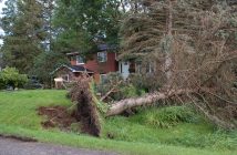 Trees along Riverside Drive were uprooted