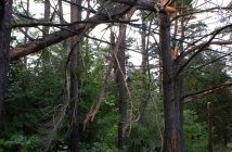 Large trees along Brunel Road were snapped in half