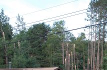 The tops of trees behind this Brunel Road home were sheared off