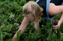 Jenny harvests beets at The Spring Farm