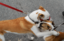 These cute pooches said hello to each other in their own, special way. Yes, that's a dog hug.