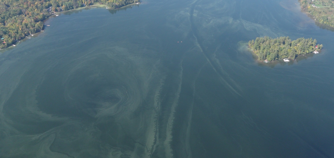Blue-green algae (cyanobacteria) bloom on Peninsula Lake on September 24, 2017 (Photo: Brian Tapley)