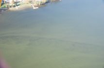 September 22 Algae bloom near Deerhurst Resort on Peninsula Lake (Photo: Brain Tapley)