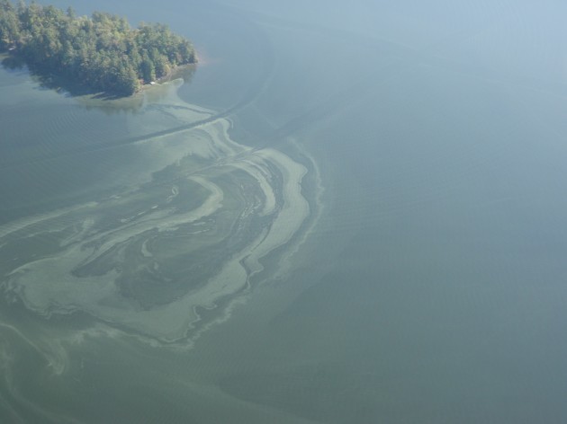 District to conduct causation study for algal blooms on Peninsula Lake, seeks public input