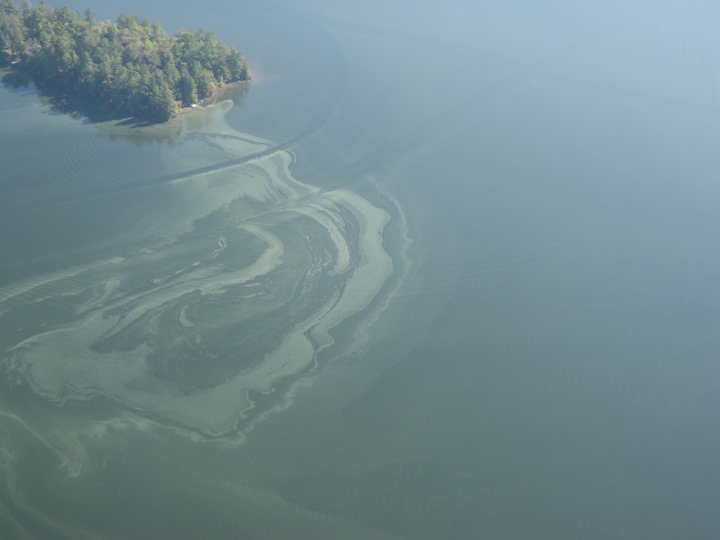 Blue-green algae bloom on Peninsula Lake, September 24, 2017 (Photo: Brian Tapley)