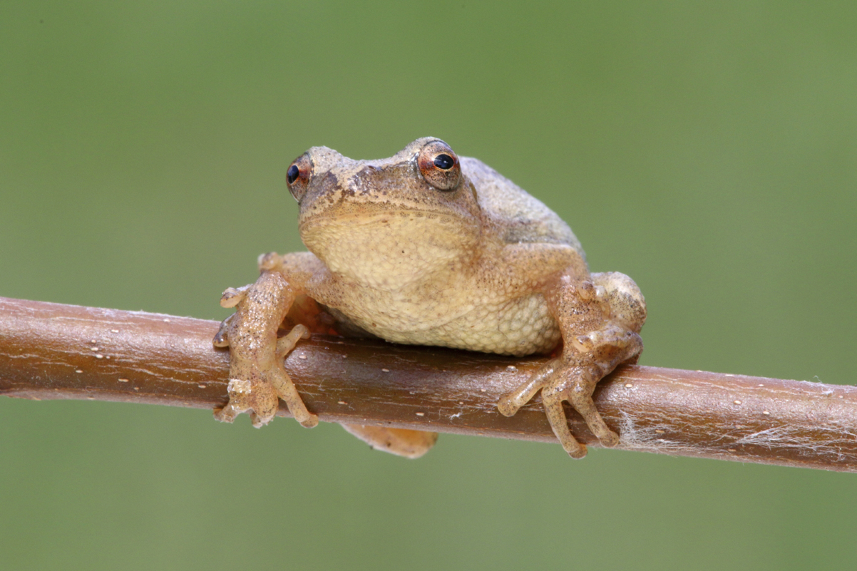 Spring peeper (Pseudacris crucifer) Photo: farmersalmanac.com