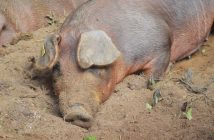 Cute, big piggy. This guy earned a first prize.