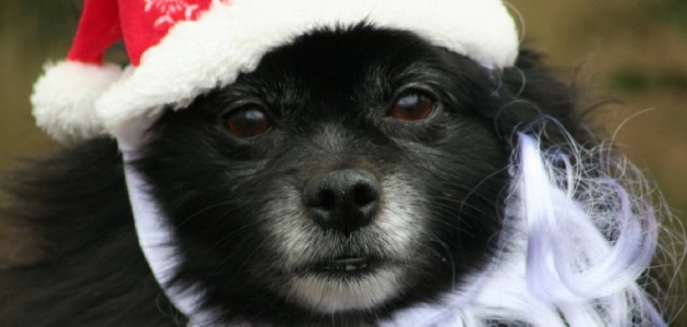 Calling all festive fidos: the Huntsville Santa Claus Parade wants you (and your humans)