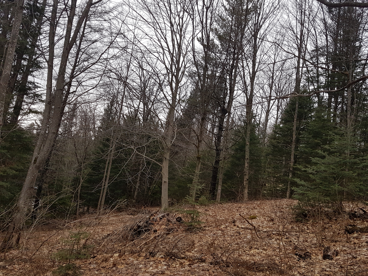 back lots