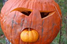 Thirty carved pumpkins lined the trail thanks to MHP manager Ron Gostlin