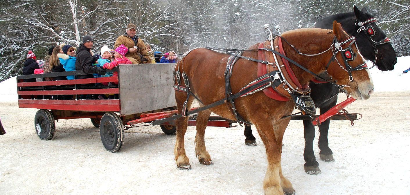Draft horses Tug (left) and Cory pulled delighted carnival goers through the snow