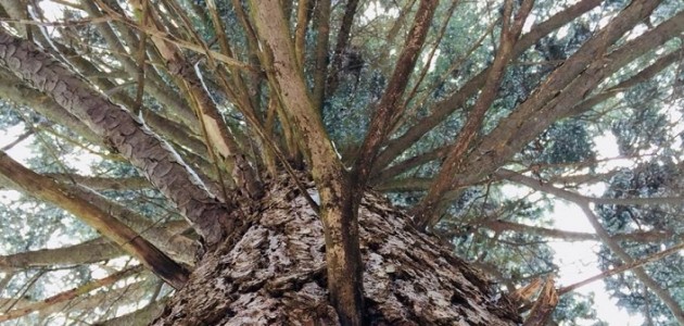 Our Town with Grant Nickalls: Family tree