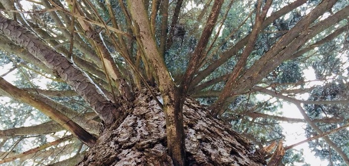Our Town Family Tree