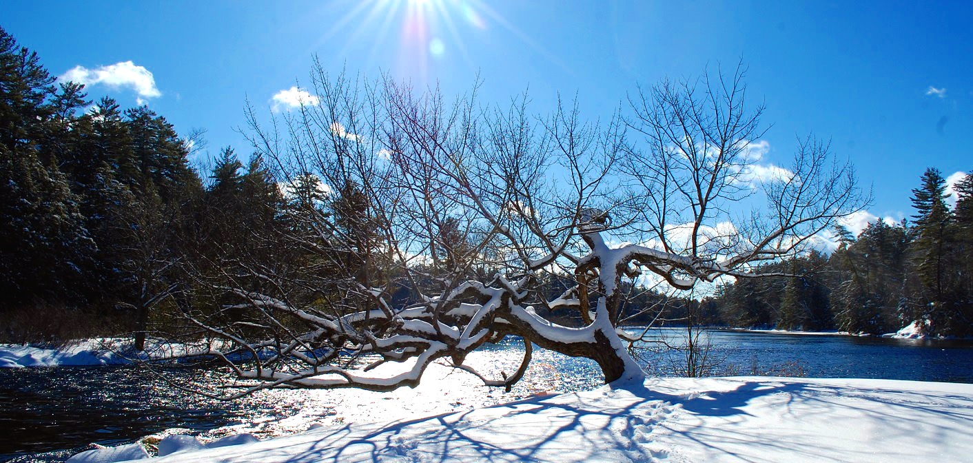 The tree at Indian Landing is a favourite among locals and visitors alike (Photo: Dawn Huddlestone)