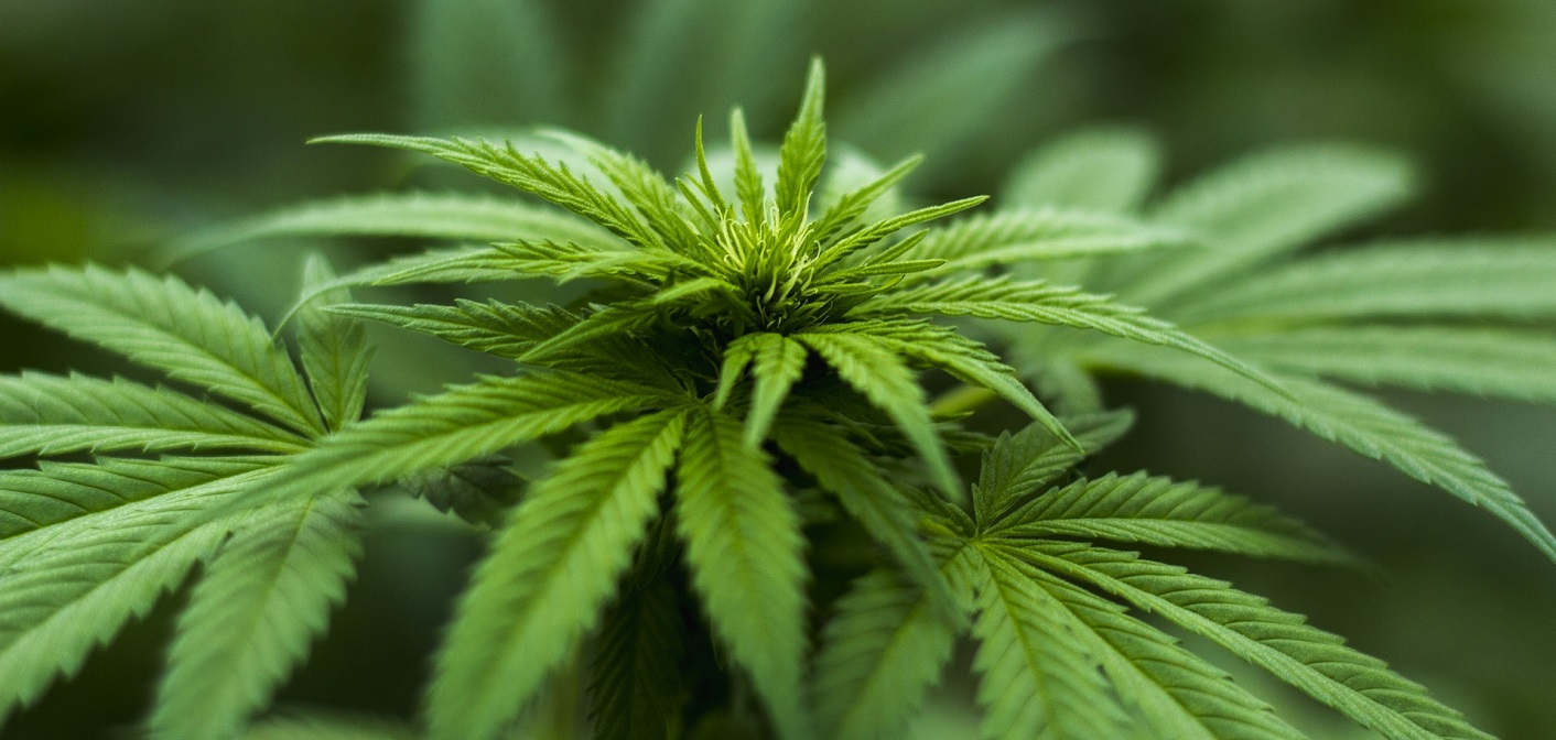 cannabis, marijuana
