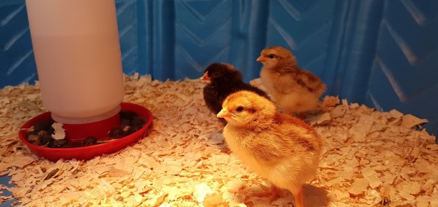 Learning from more than books: Dwight Public Library hatches chicks to the delight of patrons