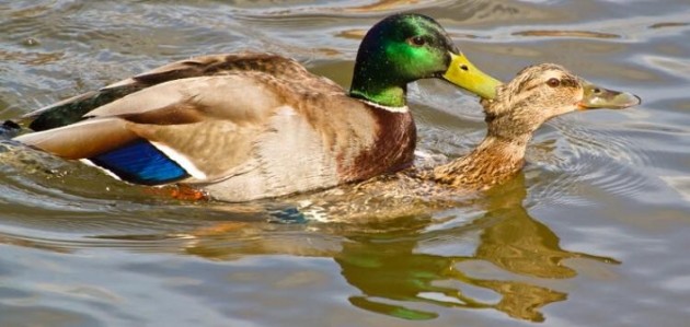 Our Town with Grant Nickalls: Duck devotion