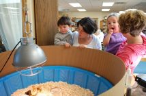 Participants at the Early Years Program in the Dwight Community Centre adjacent to the library are excited about the chicks