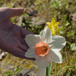 Daffodils are a property must-have and add an element of elegance and beauty.