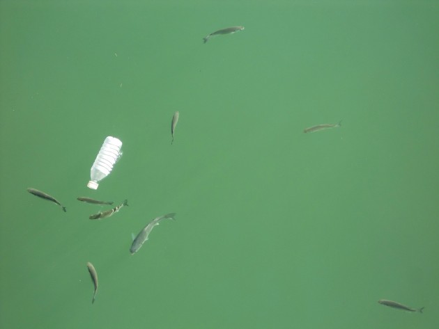 Muskoka Watershed Council urges people to help beat plastic pollution