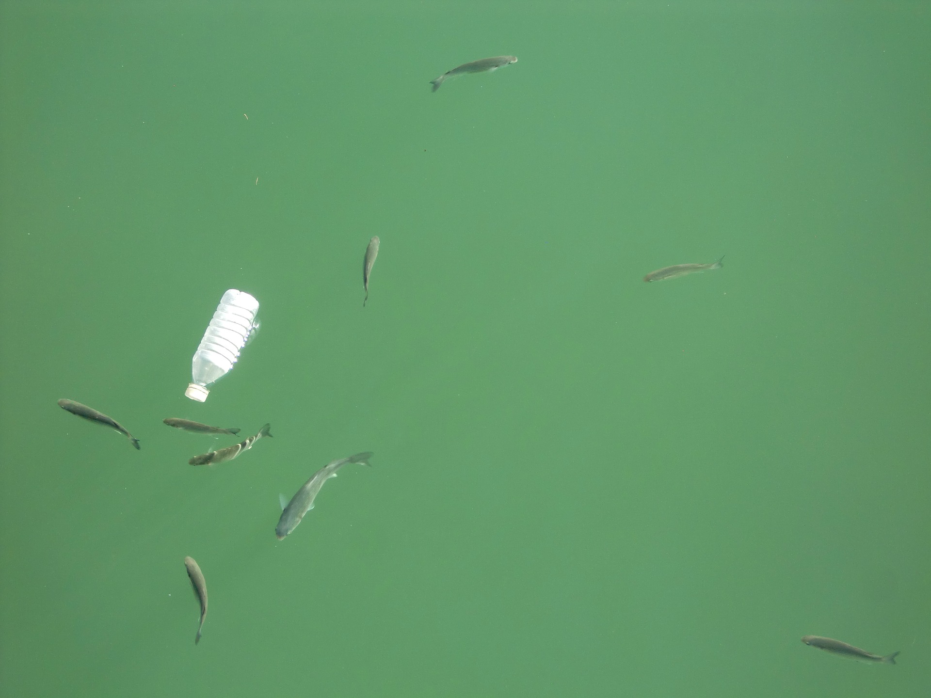 fish-1663770_1920