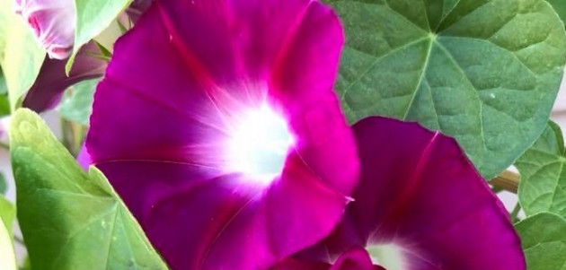 Our Town with Grant Nickalls: Talking to flowers