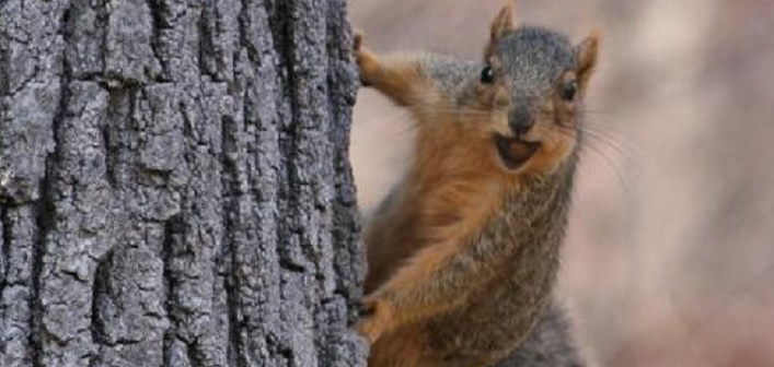 squirrel