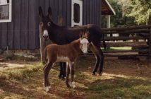 Abby with her mom Rosie in the fall of 1998 (Photo: Muskoka Heritage Place)